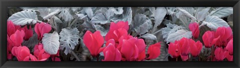 Framed Close-up of Pink Cyclamen and Silver Dust Leaves Print