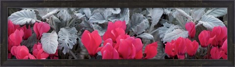 Framed Close-up of Pink Cyclamen and Silver Dust Leaves Print