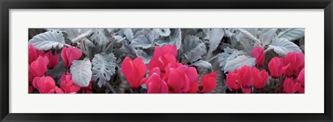 Framed Close-up of Pink Cyclamen and Silver Dust Leaves Print