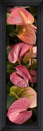 Framed Close-up of Anthurium Plants Print