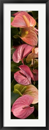 Framed Close-up of Anthurium Plants Print