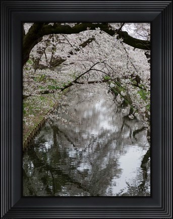 Framed Cherry Trees Reflected in Moat of Hirosaki Park, Japan Print