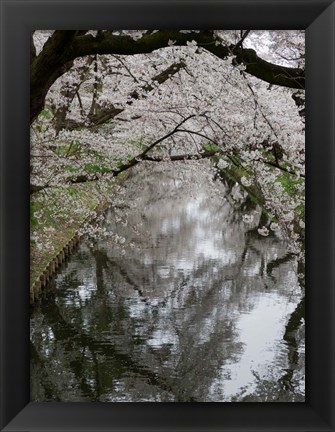 Framed Cherry Trees Reflected in Moat of Hirosaki Park, Japan Print