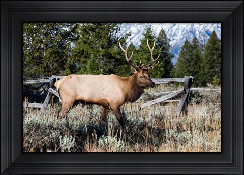 Framed Elk in Field, Grand Teton National Park, Wyoming Print