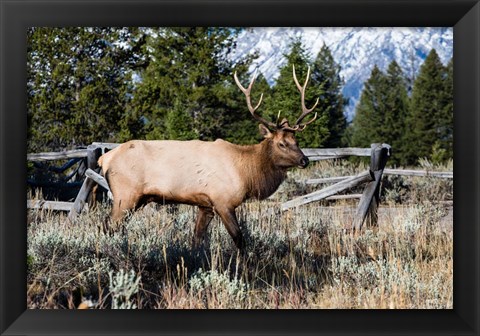Framed Elk in Field, Grand Teton National Park, Wyoming Print