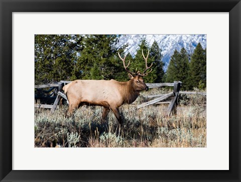 Framed Elk in Field, Grand Teton National Park, Wyoming Print