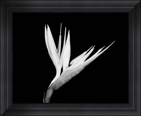 Framed Still-life  of a Bird of Paradise Flower (BW) Print