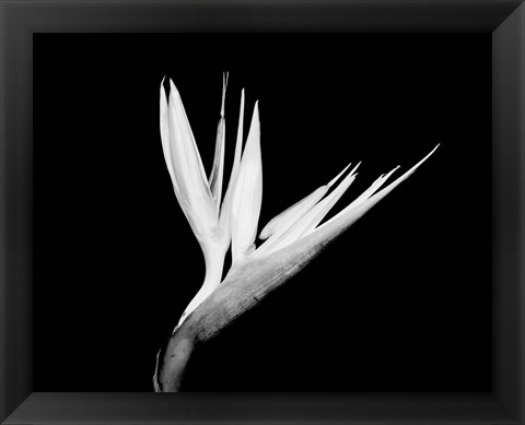 Framed Still-life  of a Bird of Paradise Flower (BW) Print