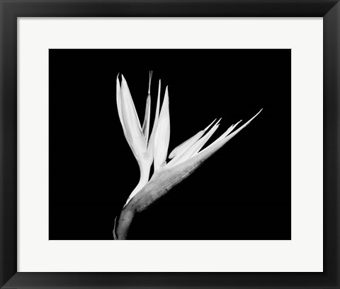 Framed Still-life  of a Bird of Paradise Flower (BW) Print