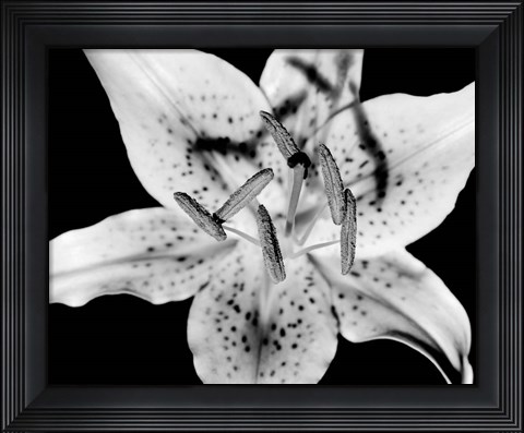 Framed Close up of Lily flower (BW) Print
