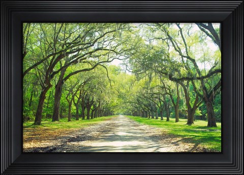 Framed Live Oaks and Spanish Moss Wormsloe State Historic Site Savannah GA Print