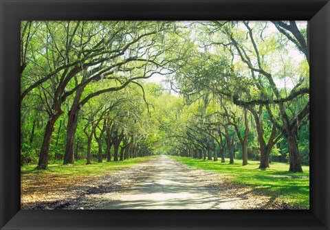 Framed Live Oaks and Spanish Moss Wormsloe State Historic Site Savannah GA Print