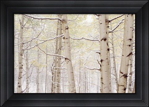 Framed Autumn Aspens With Snow, Colorado Print