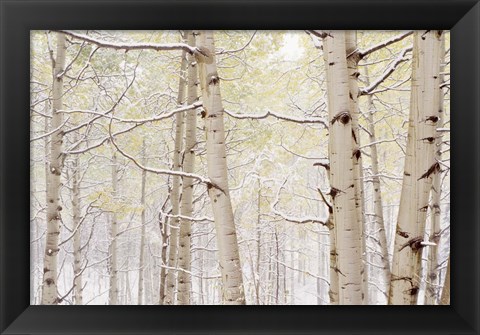 Framed Autumn Aspens With Snow, Colorado Print