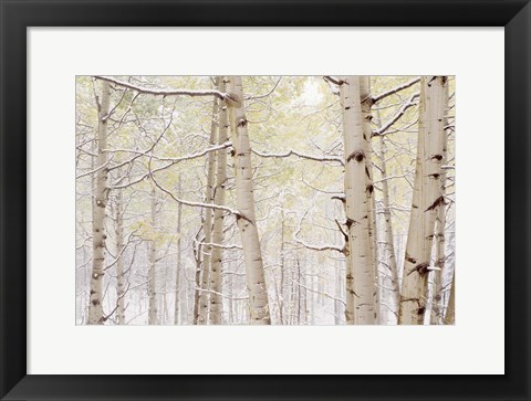 Framed Autumn Aspens With Snow, Colorado Print