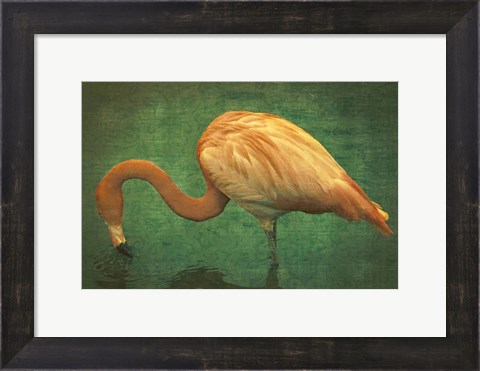 Framed Caribbean Flamingo Print