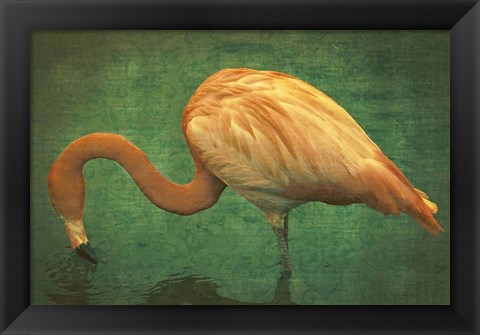 Framed Caribbean Flamingo Print