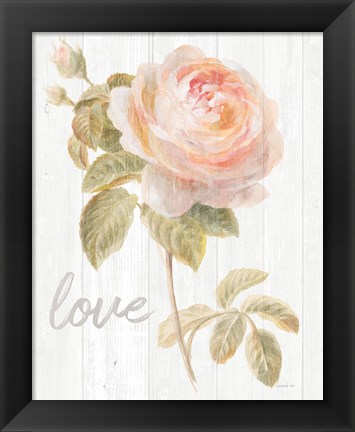 Framed Garden Rose on Wood Love Print