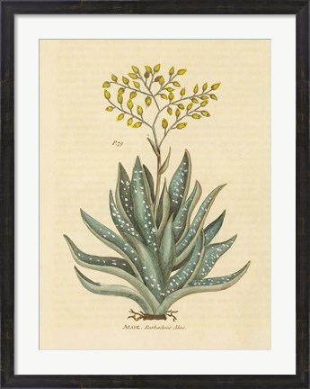 Framed Herbal Botanical XXXI Print
