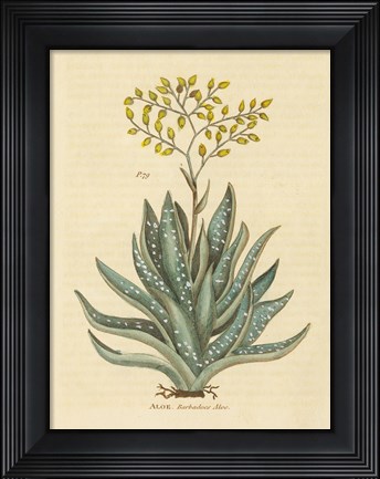 Framed Herbal Botanical XXXI Print