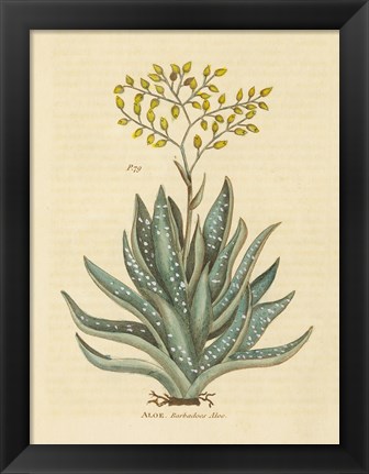 Framed Herbal Botanical XXXI Print