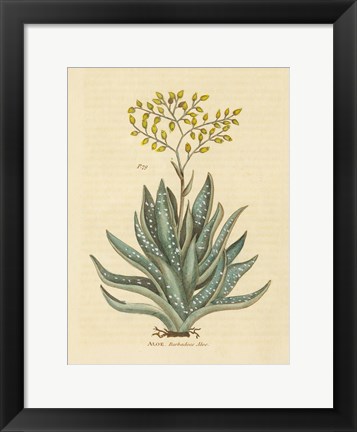 Framed Herbal Botanical XXXI Print