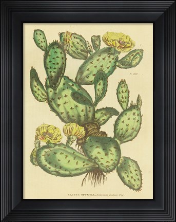 Framed Herbal Botanical XXIX Print