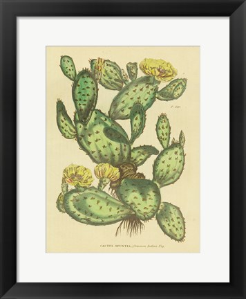 Framed Herbal Botanical XXIX Print
