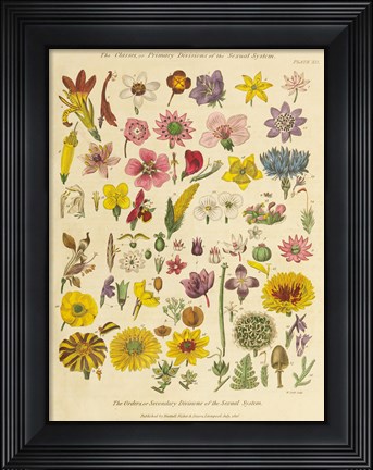 Framed Herbal Botanical XI Print
