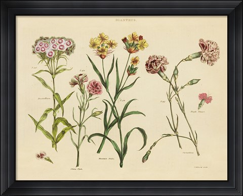 Framed Herbal Botanical VIII Print