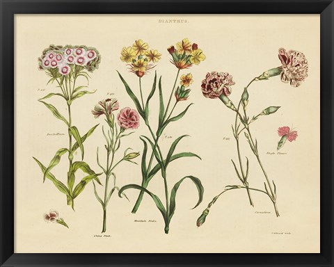 Framed Herbal Botanical VIII Print