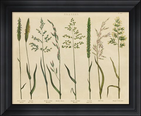 Framed Herbal Botanical VII Print