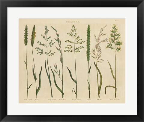 Framed Herbal Botanical VII Print