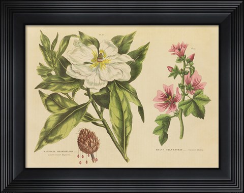 Framed Herbal Botanical II Print