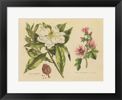 Framed Herbal Botanical II Print