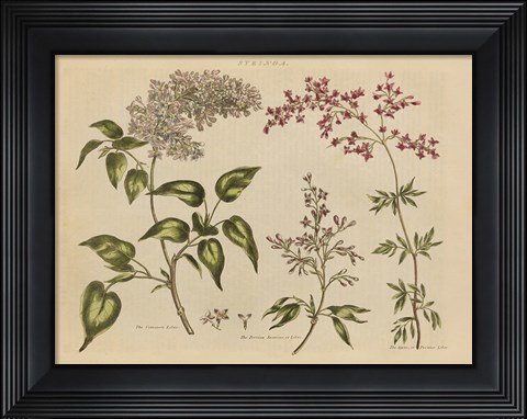 Framed Herbal Botanical I Print