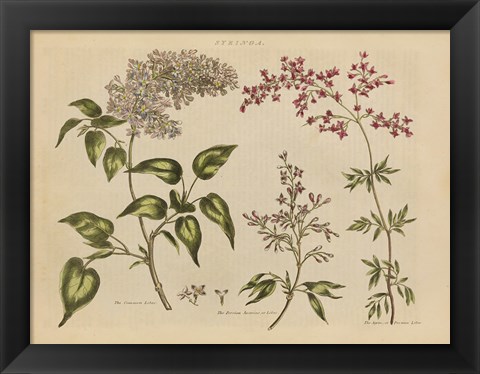 Framed Herbal Botanical I Print