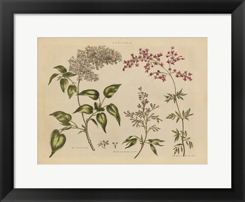 Framed Herbal Botanical I Print