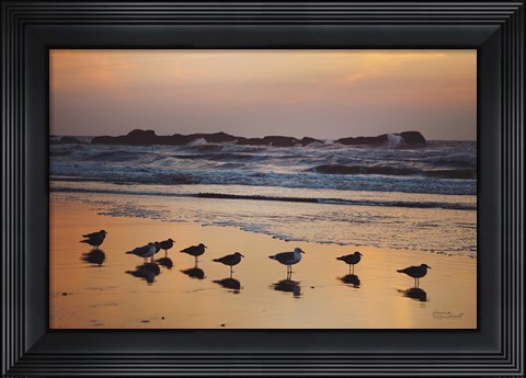 Framed Kalaloch Birds IV Print