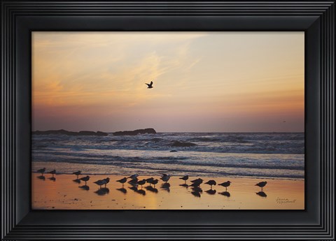 Framed Kalaloch Birds III Print