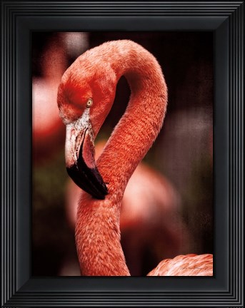Framed Caribbean Flamingo II Print