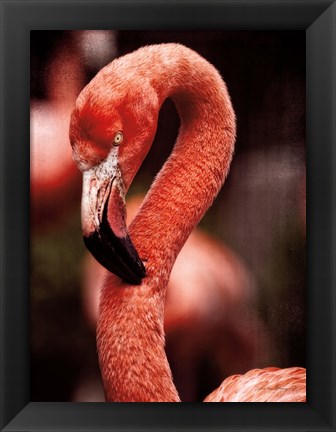 Framed Caribbean Flamingo II Print