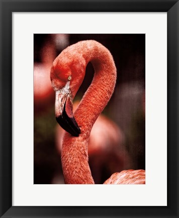 Framed Caribbean Flamingo II Print