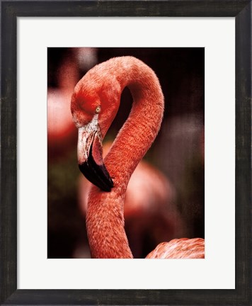 Framed Caribbean Flamingo II Print
