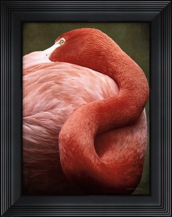 Framed Caribbean Flamingo I Print