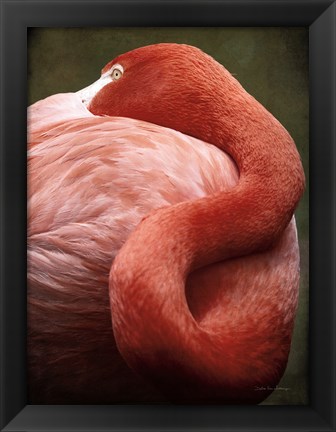 Framed Caribbean Flamingo I Print