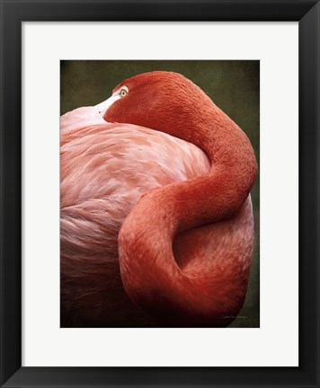 Framed Caribbean Flamingo I Print