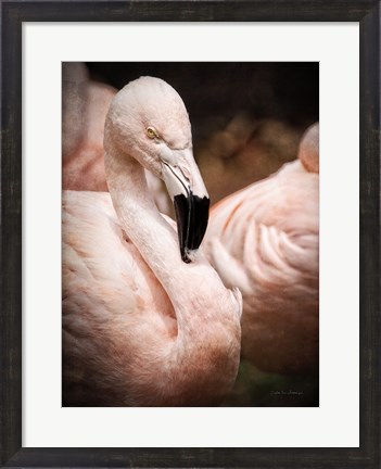 Framed Chilean Flamingo II Print