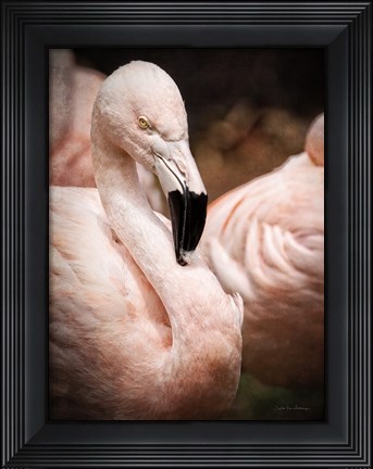 Framed Chilean Flamingo II Print