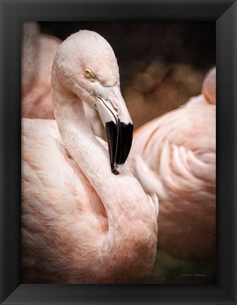 Framed Chilean Flamingo II Print